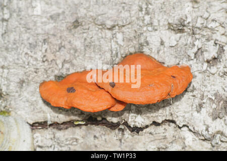 Pycnoporus cinnabarinus, bekannt als der Cinnabar polypore Stockfoto