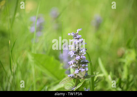 Ajuga reptans, bekannt als bugle, blau Bugle, bugleherb, bugleweed, carpetweed, Teppich bugleweed und gemeinsame Bugle, wild wachsenden in Finnland Stockfoto