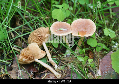 Psathyrella candolleana, bekannt als blasse brittlestem Pilz oder gemeinsamen psathyrella Stockfoto