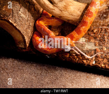 Corn Snake Essen einer Maus Stockfoto