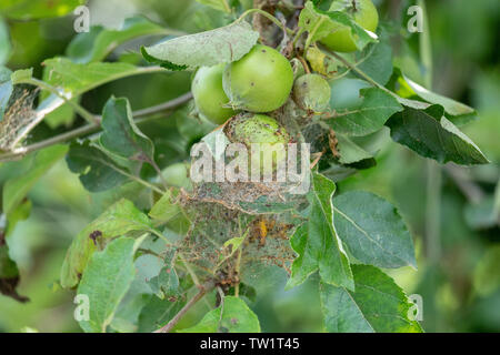 Caterpillar Nest auf einem Apfelbaum Stockfoto