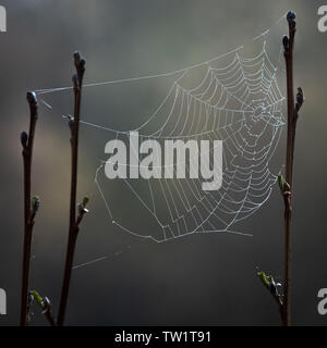 Spinnen Web am frühen Morgen Tau Stockfoto