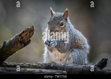 Graue Eichhörnchen (Sciurus carolinensis), Essen Stockfoto