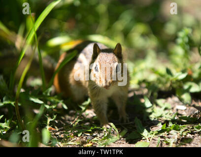 Eine östliche Streifenhörnchen (Tamias striatus) iin einem Cape Cod Garten Stockfoto