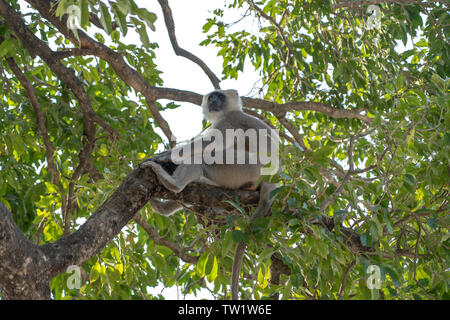 Grau Langur auch als Hanuman Langur auf den grünen Baum in Rishikesh, Indien. Close Up. Indische langurs sind Schlaksige, Long-tailed Affen Stockfoto