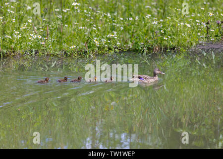 Ente Mama mit entlein Schwimmen im See, die sich in der Ausbildung Stockfoto