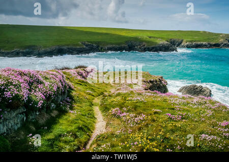 Meer Sparsamkeit Armeria maritima immer an der Wand entlang des South West Coast Path auf der wild zerklüfteten Küste bei Polly Porth Witz in Newquay in Cornwall. Stockfoto