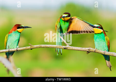 Schöne bunte Vögel im Flug und auf dem Zweig Stockfoto