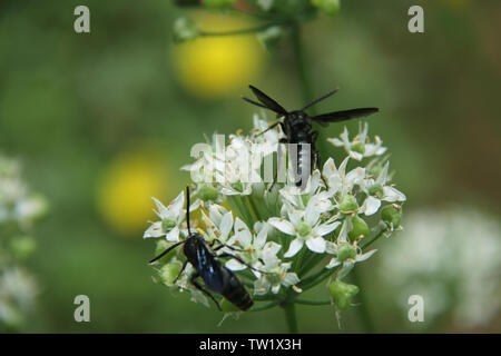 Zwei Bienen bestäuben auf weißen Blüten Stockfoto