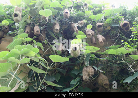 Nester, die an Weinreben hängen Stockfoto