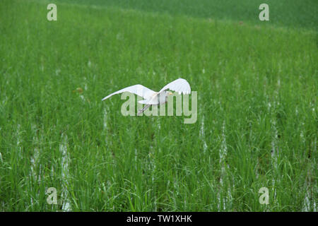 Rinderreiher, die über dem Reisfeld, Indien, fliegen Stockfoto