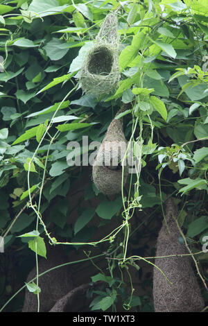 Nester, die an Weinreben hängen Stockfoto