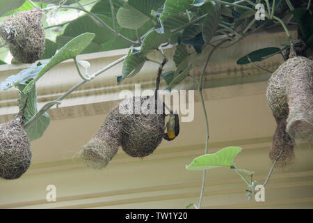 Baya Weaver (Ploceus philippinus) auf seinem Nest, Indien Stockfoto