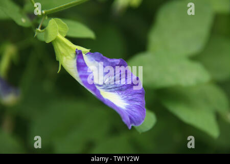 Nahaufnahme eines Bona Telang (Clitoria ternatea) Stockfoto