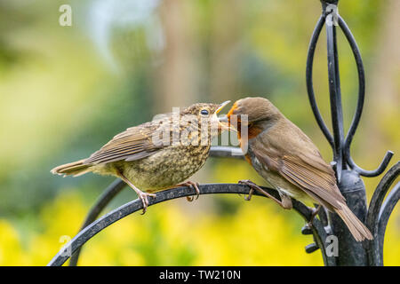 Europäische nach Robin (erithacus Rubecula) Ernährung vor kurzem vollwertigen Jugendliche Robin Stockfoto