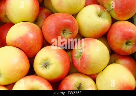 Kanzi süße Äpfel Stockfoto