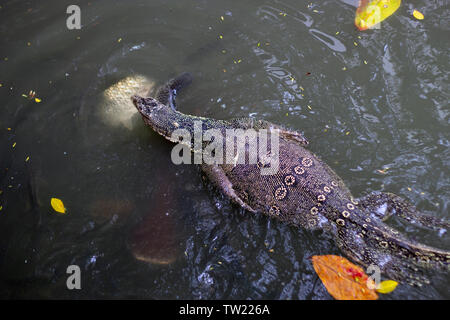 Komodo Eidechse Tier auf dem Wasser mit Fisch Stockfoto