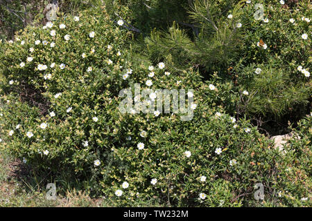 Montpellier-Zistrose, Montpellierzistrose, Montpellier-Cistrose, Montpelliercistrose, Cistrose, Zistrose, Cistus monspeliensis, Montpellier cistus, Mo Stockfoto