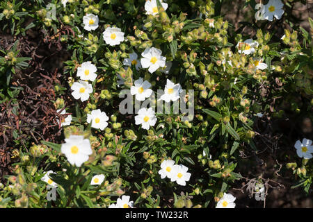 Montpellier-Zistrose, Montpellierzistrose, Montpellier-Cistrose, Montpelliercistrose, Cistrose, Zistrose, Cistus monspeliensis, Montpellier cistus, Mo Stockfoto