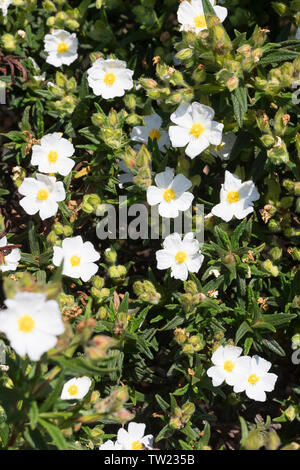 Montpellier-Zistrose, Montpellierzistrose, Montpellier-Cistrose, Montpelliercistrose, Cistrose, Zistrose, Cistus monspeliensis, Montpellier cistus, Mo Stockfoto