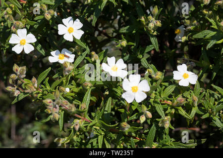 Montpellier-Zistrose, Montpellierzistrose, Montpellier-Cistrose, Montpelliercistrose, Cistrose, Zistrose, Cistus monspeliensis, Montpellier cistus, Mo Stockfoto