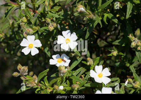 Montpellier-Zistrose, Montpellierzistrose, Montpellier-Cistrose, Montpelliercistrose, Cistrose, Zistrose, Cistus monspeliensis, Montpellier cistus, Mo Stockfoto