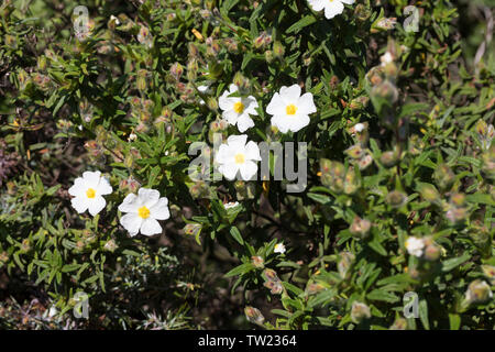 Montpellier-Zistrose, Montpellierzistrose, Montpellier-Cistrose, Montpelliercistrose, Cistrose, Zistrose, Cistus monspeliensis, Montpellier cistus, Mo Stockfoto