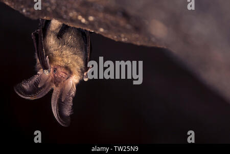 In der Nähe Bild von kleinen Braunes Langohr Plecotus auritus kopfüber in der dunklen Höhle, die an ähnlichen grauen Plecotus austriacus. Tierwelt Stockfoto