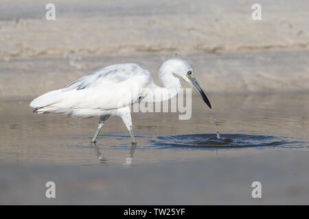 Auf Fort Myers Beach an der Westküste von Florida genommen Stockfoto