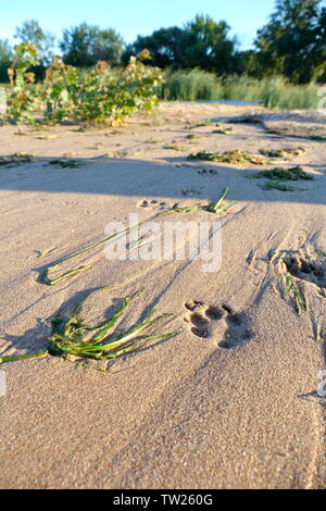 Hund Fußabdrücke auf Sandstrand mit Algen und Zeichen der Wellen Stockfoto