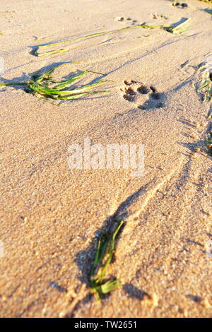 Hund Platzbedarf am Sandstrand mit Algen durch wechselnde Wasserstände hinterlegt Stockfoto