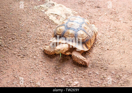 Giant Sand Schildkröte Grün essen Gras auf retile Zoo Stockfoto