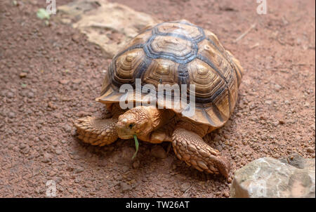 Giant Sand Schildkröte Grün essen Gras auf retile Zoo Stockfoto