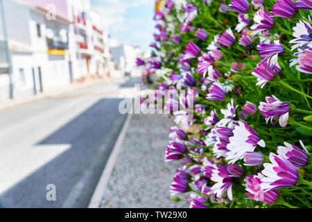 12.00 Uhr Vibrantly blühenden Blumen (Aizoaceae) führt der Weg nach unten ein mediterranes Straße bei sonnigem Wetter - Querformat, konzentrieren sich auf Die Zustellung der Blumen in für Stockfoto