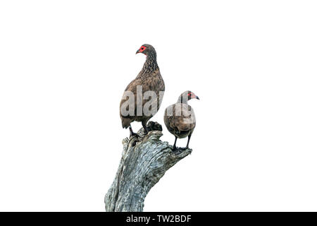 Swainson's Spurfowl isoliert in weißen Hintergrund im Krüger Nationalpark, Südafrika; Specie Pternistis swainsonii Familie von phasianidae Stockfoto