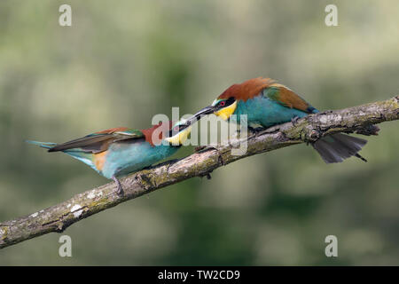 Kampf zwischen europäischen Bee Eaters (Merops apiaster) Stockfoto