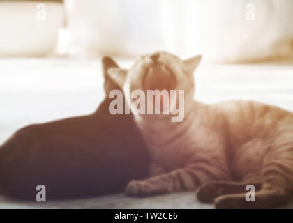 Unscharfe Katze grau schlafen Gähnen in hellen warmen Abend Zeit Stockfoto