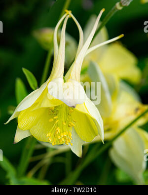 Eine farbenfrohe gelbe Columbine Blume, Akelei, im Garten wachsen. Stockfoto