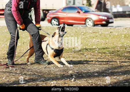 Weiterbildung von der Hund im Freien Stockfoto