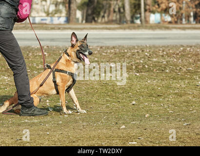 Weiterbildung von der Hund im Freien Stockfoto