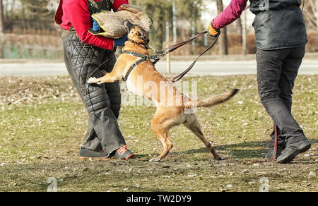 Weiterbildung von der Hund im Freien Stockfoto