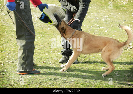 Weiterbildung von der Hund im Freien Stockfoto