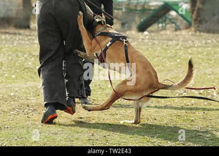 Weiterbildung von der Hund im Freien Stockfoto