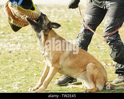 Weiterbildung von der Hund im Freien Stockfoto