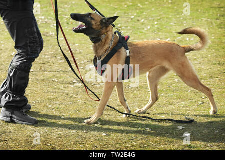 Weiterbildung von der Hund im Freien Stockfoto