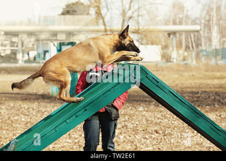 Weiterbildung von der Hund im Freien Stockfoto