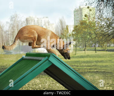 Weiterbildung von der Hund im Freien Stockfoto