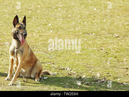 Weiterbildung von der Hund im Freien Stockfoto