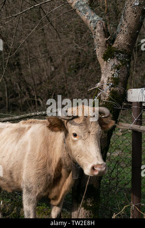 Braun Kuh weiden auf der Farm. Close Up. Soft Focus. Stockfoto