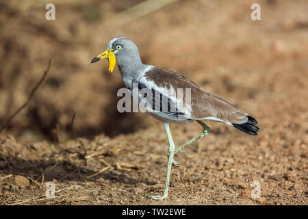 Weiß Kiebitz full frame in den Krüger National Park, Südafrika; Specie Vanellus albiceps Familie von charadriidae Stockfoto